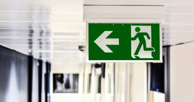 Jak Zákonně Chovat Agamu Vousatou: Průvodce Povoleními a Pravidly