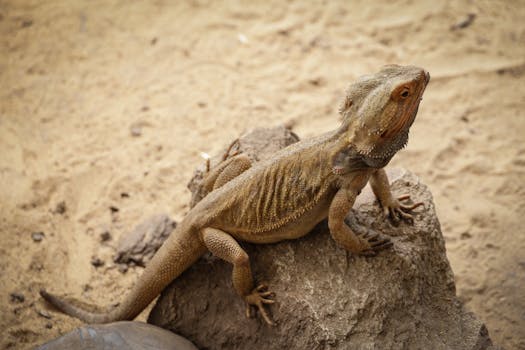 Agama Vousatá: Mít Více Mazlíčků, Nebo Ne? Výhody a Rizika