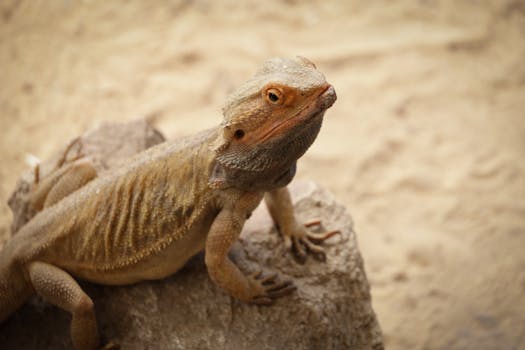 Kdo ohrožuje agamu vousatou? Nepřátelé v divoké přírodě