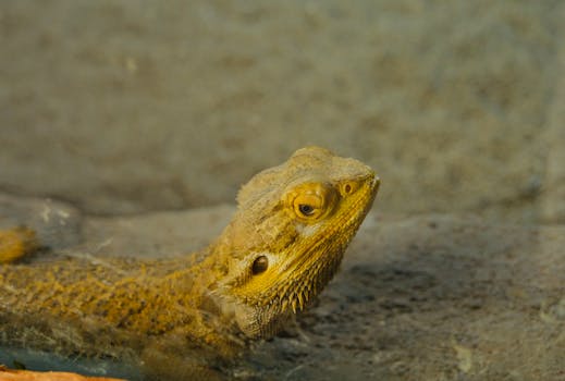 Jak přivyknout agamu vousatou na novou podložku v teráriu