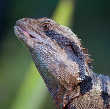 Jak udržet ideální teplotu pro agamu vousatou v teráriu
