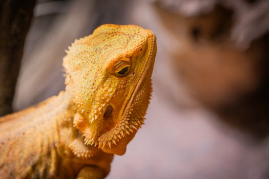 Kompletní průvodce léčbou běžných nemocí agamy vousaté