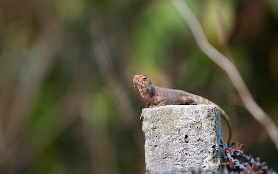 Péče o agamu během svlékání: Praktický průvodce pro majitele
