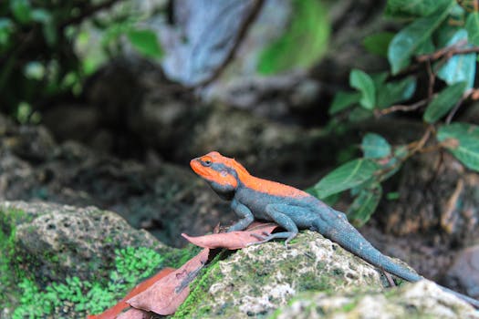 Zdravé terárium pro mladé agamy: Postupujte správně od začátku