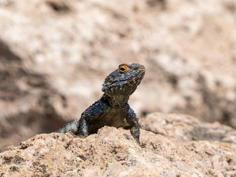 Péče o Agamu Vousatou Během Svlékání: Průvodce a Tipy