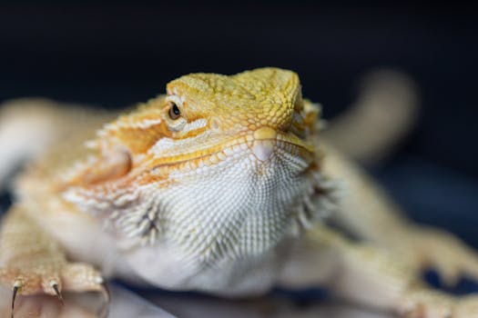 Essential Beardie Diet: Ensuring Health & Longevity for Your Bearded Dragon