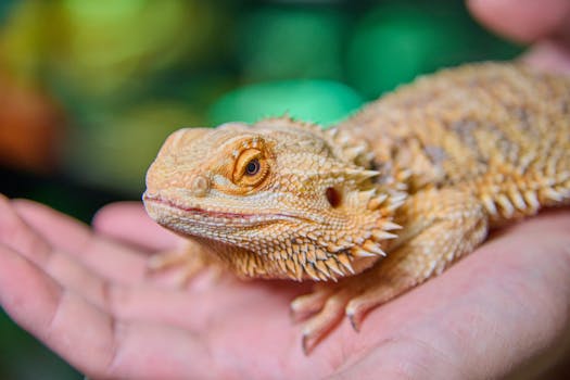 Essentials of Raising Baby Bearded Dragons: Growth and Care Tips