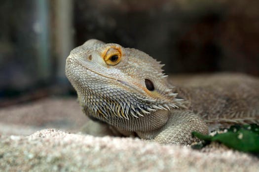 Jak správně vybírat a pečovat o rostliny v teráriu pro agamu vousatou