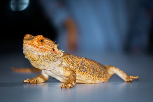 Optimalizace Stravy pro Agamu Vousatou: Zdraví, Růst a Prevence Nemocí