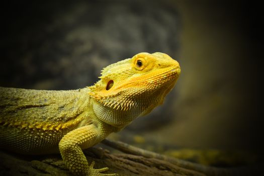 Jak Rozpoznat a Řešit Stres u Agamy Vousaté: Klíčové Informace