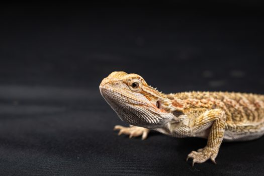 Jak se dožít agama vousatá v zajetí? Průměr a tipy pro péči